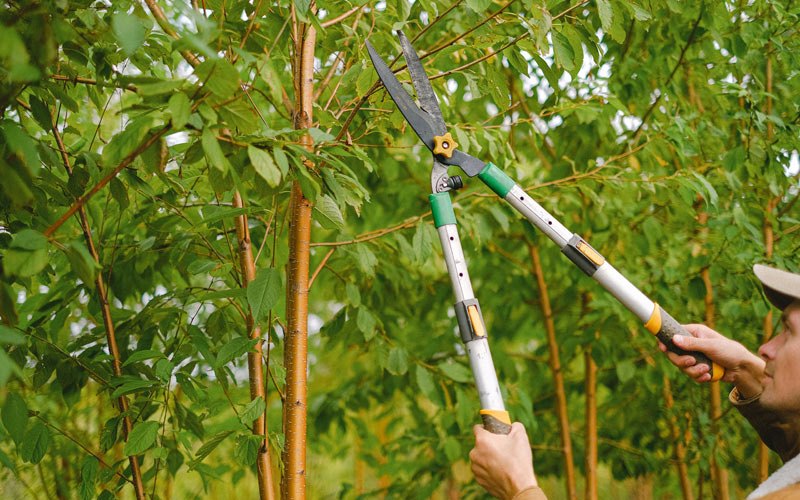 Tree trimming in Hanapepe, HI